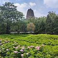小雁塔……天气凉爽出门溜达溜达