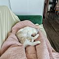 午休的陪睡小猫