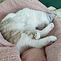 午休的陪睡小猫