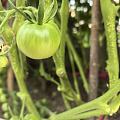 我的小菜园收获了第一批蔬菜