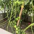 我的小菜园收获了第一批蔬菜