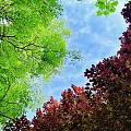手机摄影：夏日天空