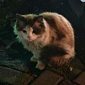偶遇流浪猫 两个小火腿肠
人和猫都有边界感，可可爱爱，希望明天很能遇见，因为...