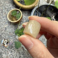 这颗猪油膏要不要留呢？