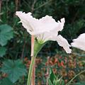 这是什么花？结的什么果？