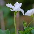 这是什么花？结的什么果？