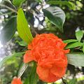榴花灼灼