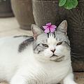 簪花少年郎😄
