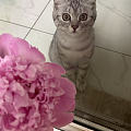 小猫很聪明