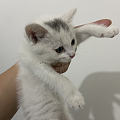 猫怎么就那么自觉呢？