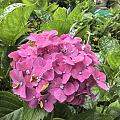 小花园里绣球争相斗艳