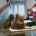猫奴的狂喜