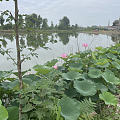 猜我下去偷花没？
