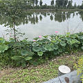 猜我下去偷花没？