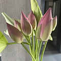猜我下去偷花没？