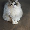 又是被猫孩子治愈的一天