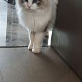 又是被猫孩子治愈的一天