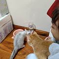 小猫拿到了。可怜的毛孩子。。不舍得送人。