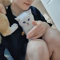 小猫拿到了。可怜的毛孩子。。不舍得送人。