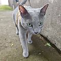 想当野猫的家猫