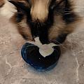 小猫咪真是越养越爱，母爱泛滥的感觉