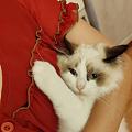 小猫咪真是越养越爱，母爱泛滥的感觉
