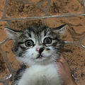 又捡猫了