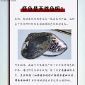 淡水怪色珍珠也有专属商称啦！点击速看