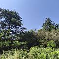 山景
