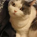 猫猫我戴上珍珠