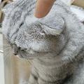 乖巧的猫也搞破坏