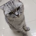乖巧的猫也搞破坏