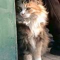 高冷猫咪 真好看
