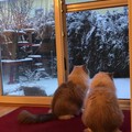 两兄妹一早起来就排排坐看雪。
