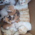 小猫咪和她们的新妈妈~