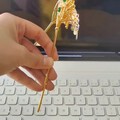有没有想团罗慧娟版《天仙配》里的金簪的？