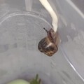 听过狗打呼噜猫打呼噜，想不想听蜗牛打呼噜？