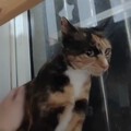 小玳瑁终于有家啦
