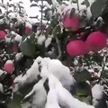 白雪覆盖的果园