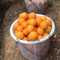 装凸凸