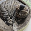 谁不喜欢rua猫猫呢？

喜欢，爱rua，特别爱rua爪爪！
谁说流浪狸花是...
