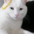 猫咪封印术
