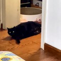 黑猫🐈‍⬛+麒麟尾