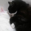 例行踩奶😹