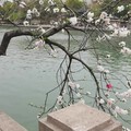 很好看的花，白如雪，美如画。