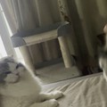 老虎自从姐姐弟弟们回来后，搏击技术突飞猛进，每天都是一地猫毛😀😂