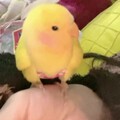 姨姨们看我如果硬控你们，人类，被我迷倒了吧……哈哈