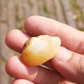 鹬蚌相争