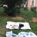 俩学校的小流浪在飘落的被子上撒欢儿，兴奋得不行