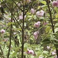 吃花花的小鸟
